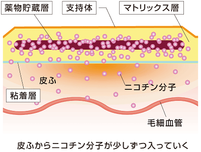 ニコチネルパッチの断面図